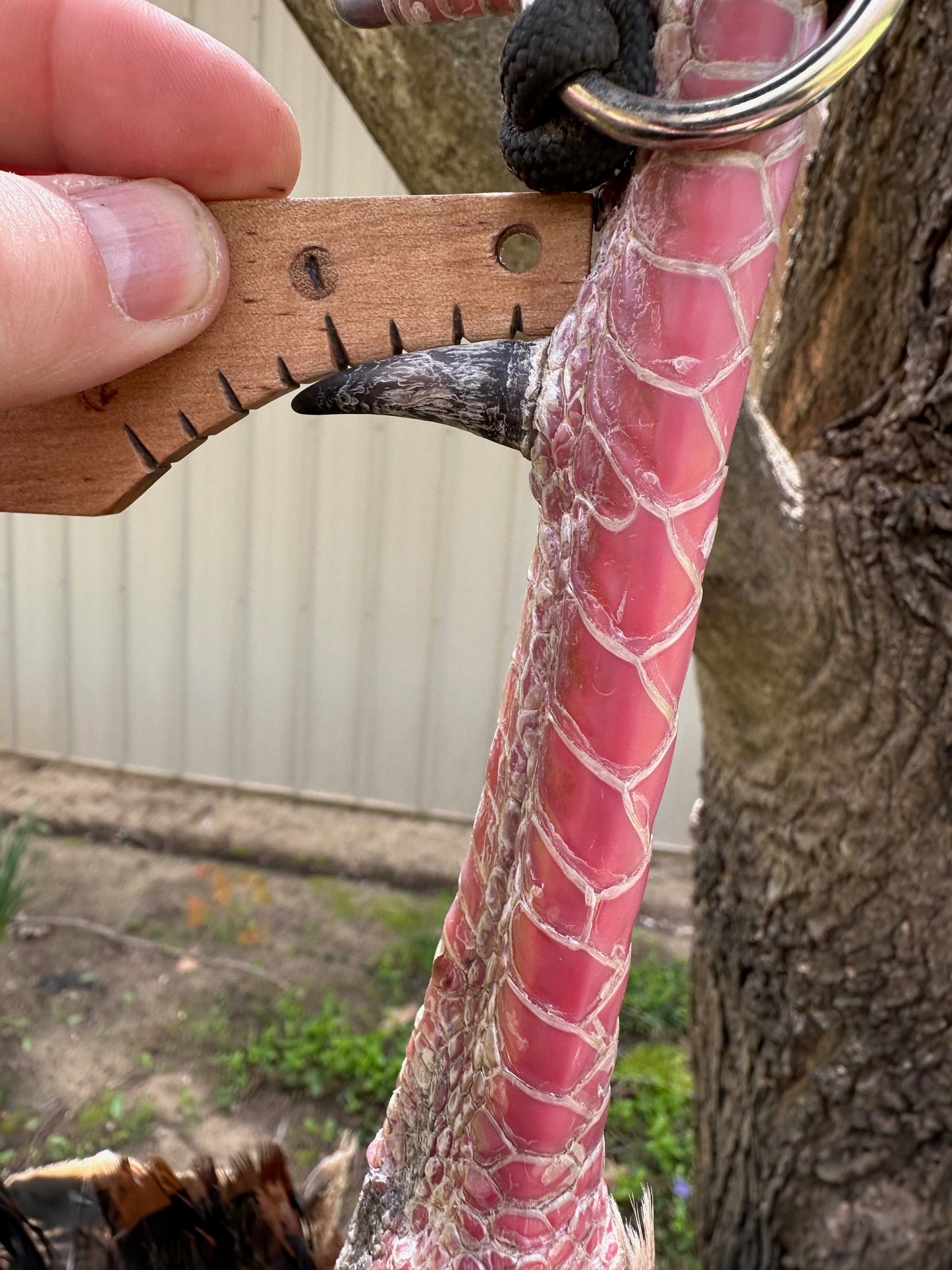 The "Limbhanger" (tm) Turkey Spur Gauge
