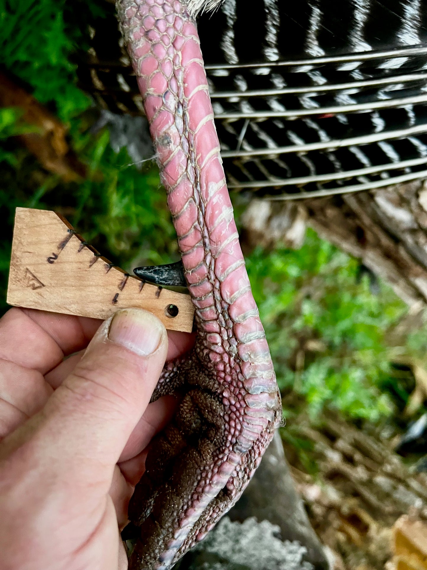 The "Limbhanger" (tm) Turkey Spur Gauge