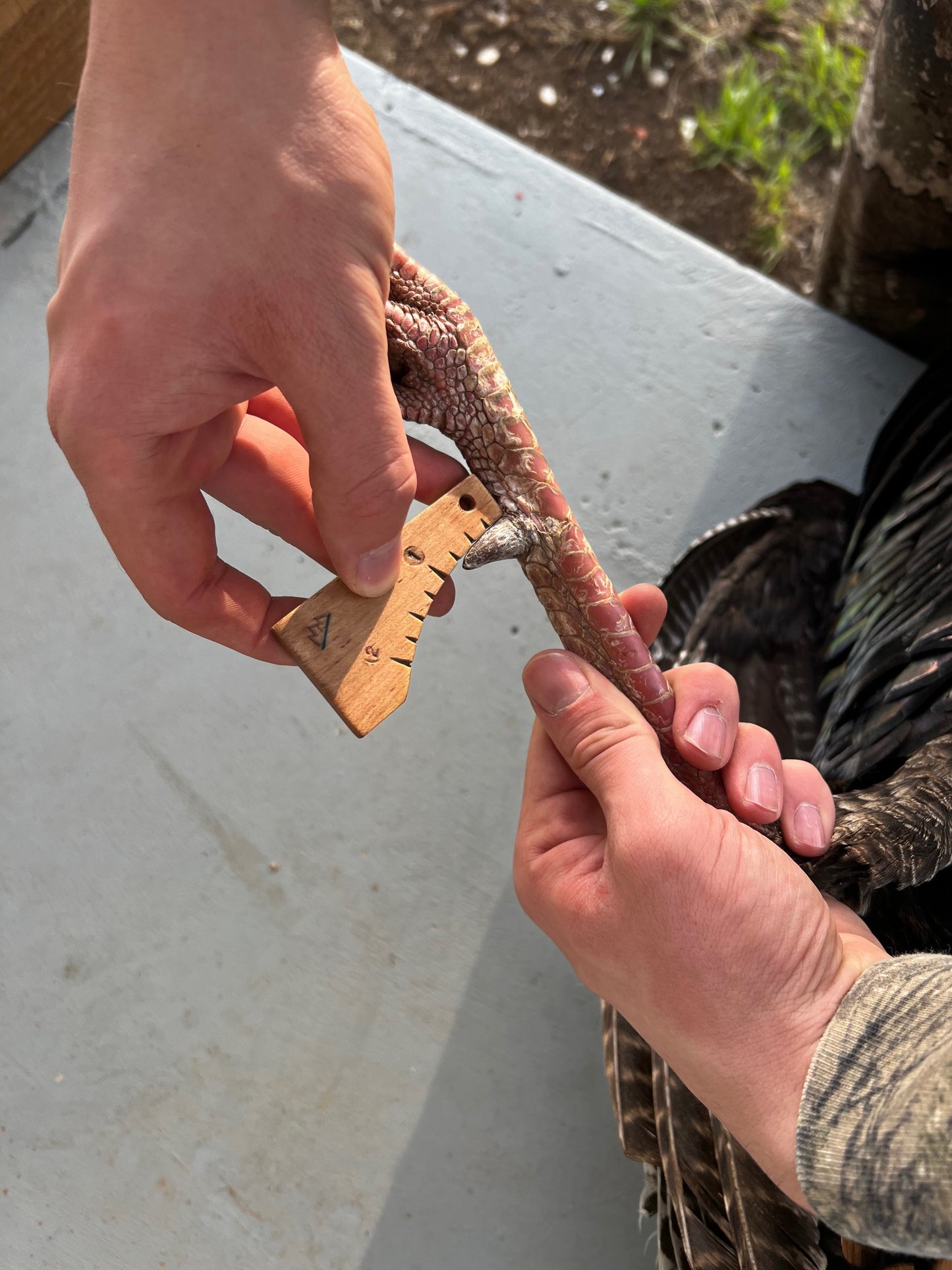 The "Limbhanger" (tm) Turkey Spur Gauge