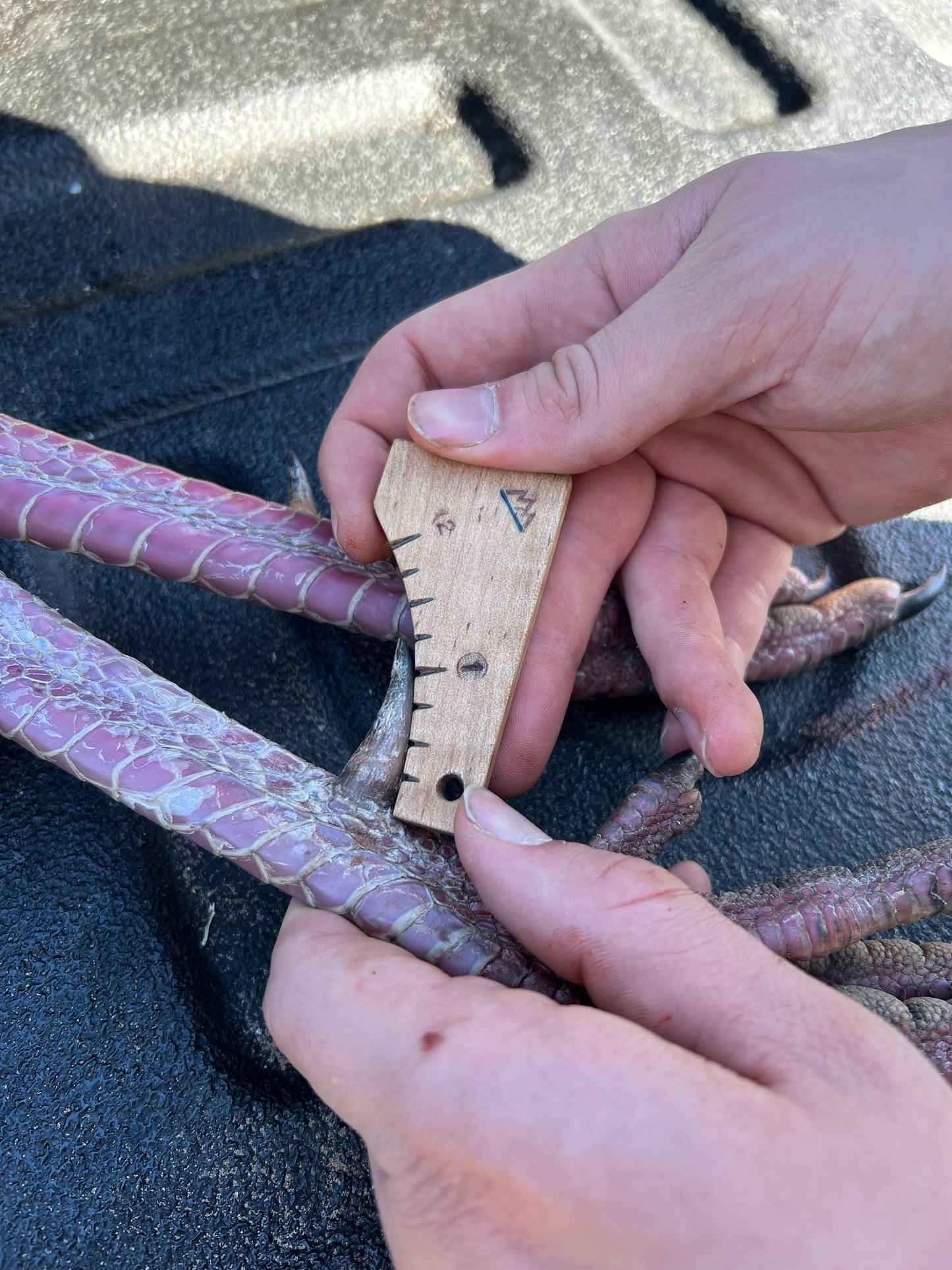 The "Limbhanger" (tm) Turkey Spur Gauge