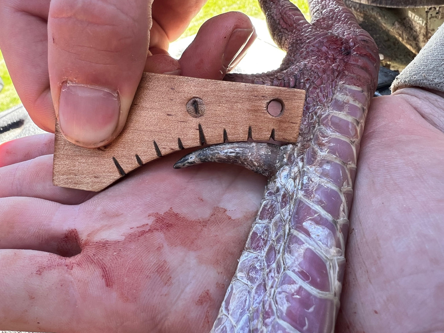 The "Limbhanger" (tm) Turkey Spur Gauge